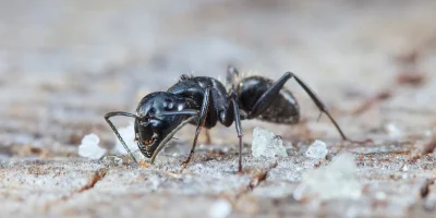 Common-Household-Ants