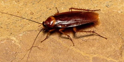 cockroaches