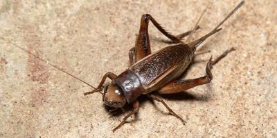 cricket-in-basement