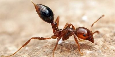 The sting of Solenopsis invicta, the Red Imported Fire Ant, is well known to many in the southern United States, but immunotherapy is possible.