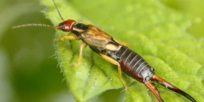 pr-tn-pests-european-earwig